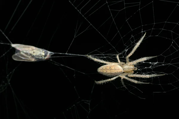 Larinia Spider Species Satara Maharashtra Índia — Fotografia de Stock