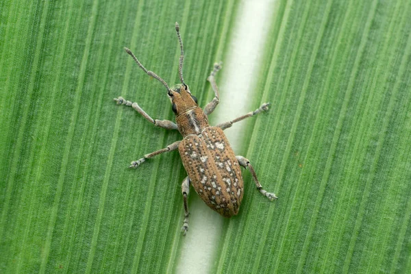 Vista Dorsal Gorgulho Comum Arroz Sitophilus Oryzae Satara Maharashtra India — Fotografia de Stock