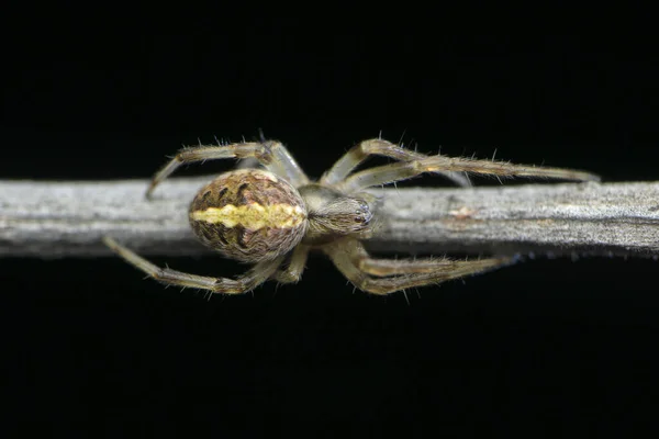 베짜는 Neoscona Adianta Satara Maharashtra India — 스톡 사진