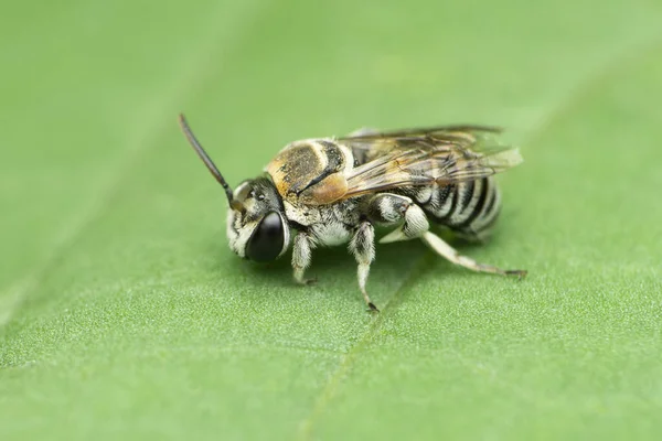 Boční Pohled Trpasličí Včely Apis Florea Satara Maharashtra Indie — Stock fotografie
