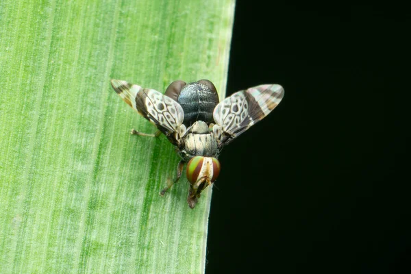 Poecilotraphera Comperei Satara Maharashtra Hindistan — Stok fotoğraf