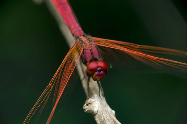 Escumadeira Chama Libellula Saturata Satara Maharashtra Índia — Fotografia de Stock