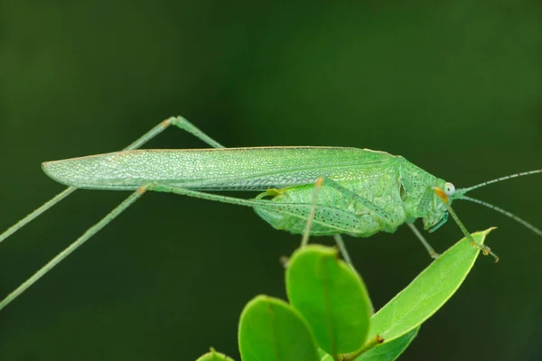 Grünes Katydid Insekt Tettigonia Viridissima Satara Maharashtra Indien — Stockfoto