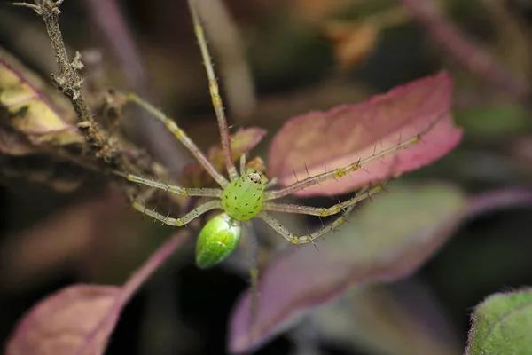 Green Lynx Spider Oxyopes Payhelli Satara Maharashtra India — стоковое фото