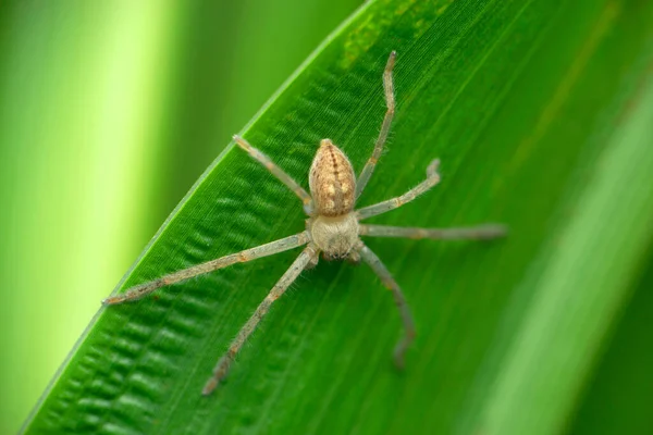 Huntsman Spider Olios Lamarki Satara Maharashtra India — Stock Photo, Image