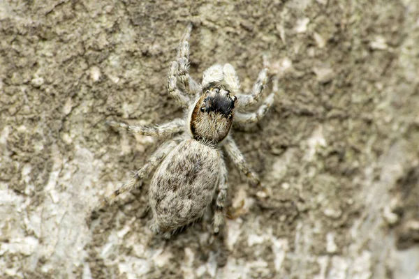 Dorzální Detailní Záběr Ženského Skákajícího Pavouka Menemerus Bivitattus Satara Maharashtra — Stock fotografie