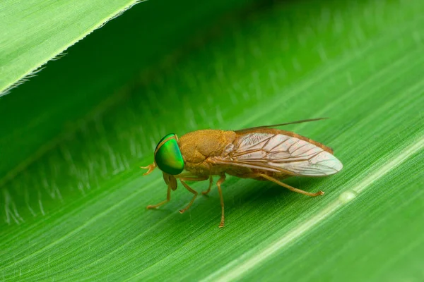 Kůň Tabanus Species Satara Maharashtra Indie — Stock fotografie