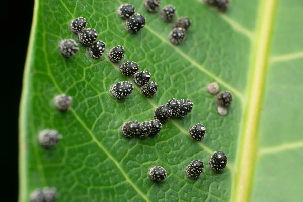 Owlet Moth Eggs Noctuidae Satara Maharashtra India — 图库照片