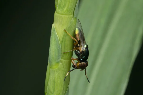 Fruitfly Drosophila Pseudoobscura Satara Maharashtra Índia — Fotografia de Stock