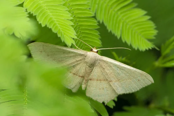 Fehér Lepke Eudeilinia Herminiata Satara Maharashtra India — Stock Fotó