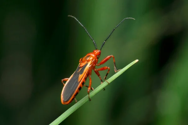 Assassin Bug Pselliopus Species Satara Maharashtra India — стоковое фото