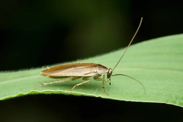 Vista Lateral Cucaracha Periplaneta Americana Satara Maharashtra India — Foto de Stock