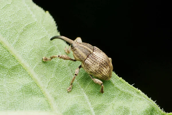 Vista Lateral Gorgulho Elefante Orthorhinus Cylindrirostri Satara Maharashtra Índia — Fotografia de Stock