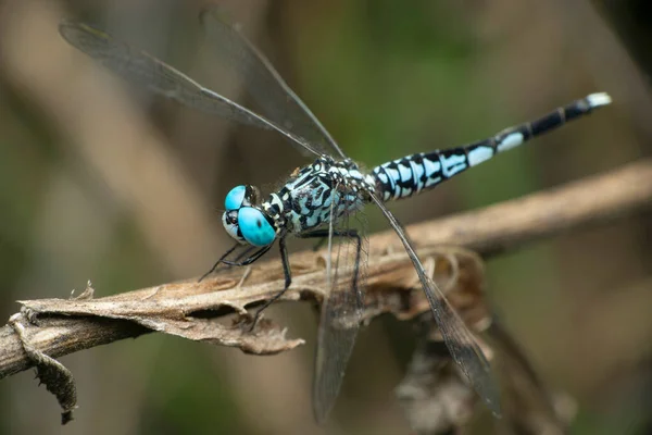 Dragonfly Écumeur Bleu Libellula Vibrans Satara Maharsshtra Inde — Photo