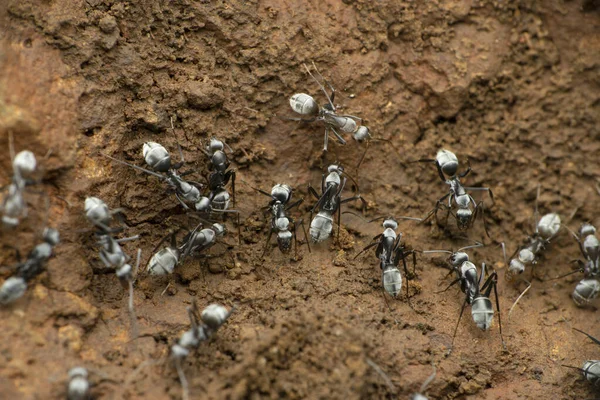 Gri Renkli Karınca Türü Satara Maharshtra Hindistan — Stok fotoğraf