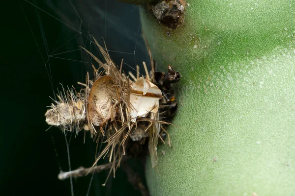 Bagworm Molylepke Hernyó Psychidae Satara Maharashtra India — Stock Fotó