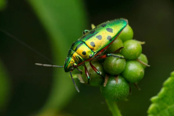 Yeşil Mücevher Böceği Scutiphora Türü Satara Maharashtra Hindistan — Stok fotoğraf