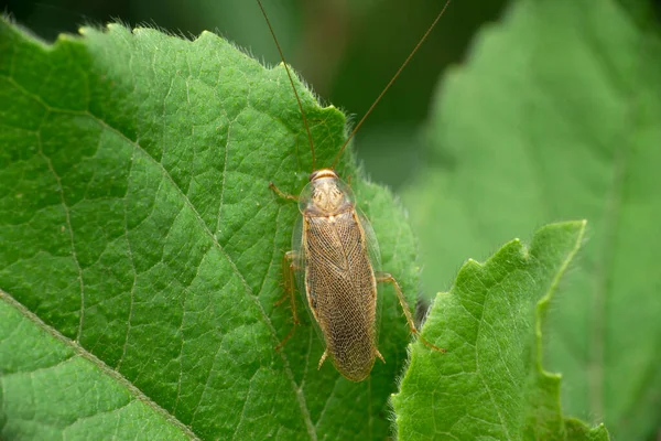 树蟑螂 Parcoblatta Americana Satara Maharashtra India — 图库照片