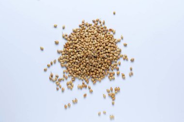 Kişniş tohumları, Coriandrum sativum, Satara, maharashtra, Hindistan