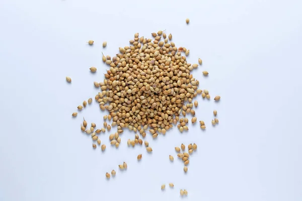 Coriander Seeds Coriandrum Sativum Satara Maharashtra India — 图库照片