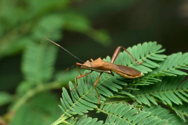 Turuncu böcek, Musgraveia sulciventris yan bakış, Satara, Maharashtra, Hindistan