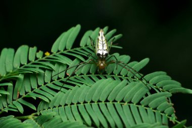 Süslü bahçe örümceği, Lecauge türü Dorsal, Satara, Maharashtra, Hindistan