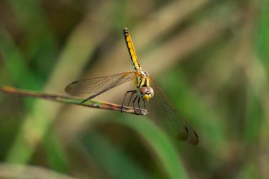 Sarı skimmer kelebek, Pantala flavescens Dorsal view, Satara, Maharashtra, Hindistan