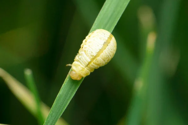 Larven Des Marienkäfers Clitostethus Arcuatus Satara Maharashtra Indien — Stockfoto