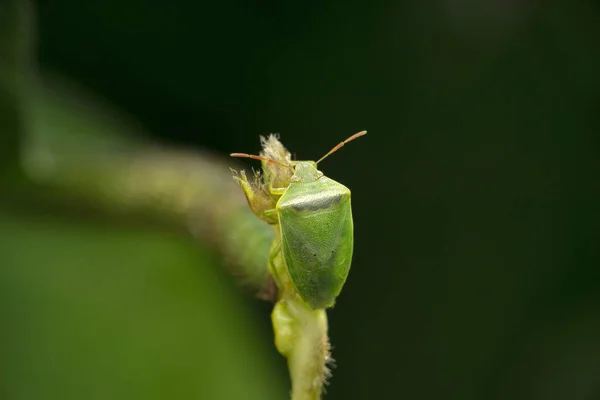 Green Stink Bug Chinavia Hilaris Satara Maharashtra India — Stock Photo, Image