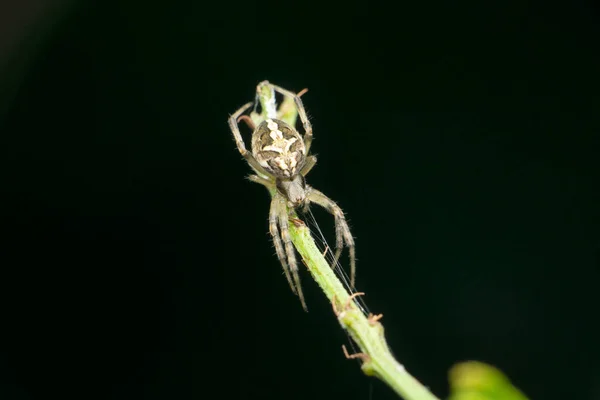 Orb Weaver Spider Čeledi Araneidae Satara Maharashtra Indie — Stock fotografie