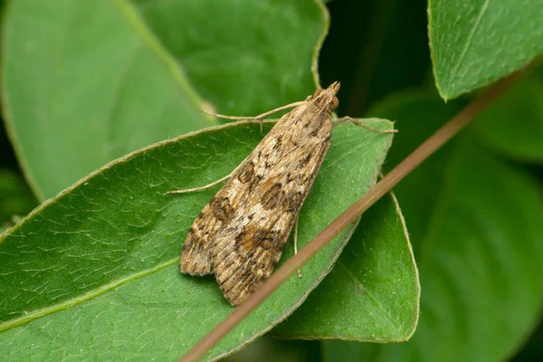 Běžná Šedá Můra Čeledi Geometridae Anavitrinella Pampinaria Satara Maháráštra Indie — Stock fotografie