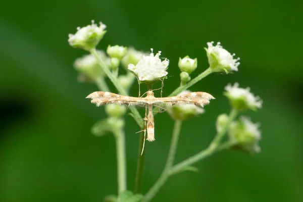 Sahte Güve Thaumatotibia Leucotreta Satara Maharashtra Hindistan — Stok fotoğraf