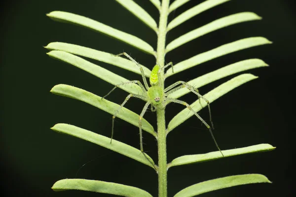 緑のリンクモ オキシオプスPaykulli Satara Maharashtra インド — ストック写真