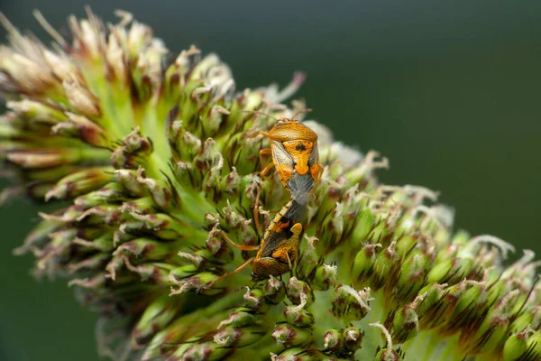 Mating of sting bug, Musgraveia species on Bajra, Satara, Maharashtra, India