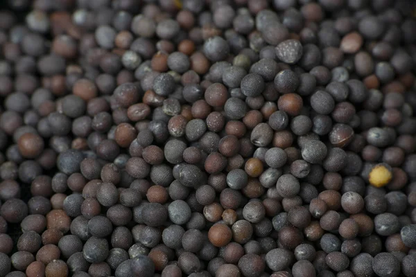 Black Mustard Brassica Nigra Macro Closeup Satara Maharashtra India — Stock Photo, Image