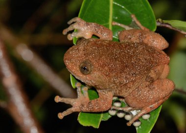 Kırışık kurbağa yumurtalarını koruyor, Nyctybatrachus petraeus, Amboli, Maharashtra, Hindistan