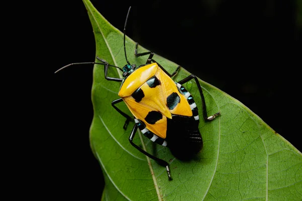 Yellow Man-faced Stink Bug, Catacanthus incarnatus, Pirangut, Maharashtra