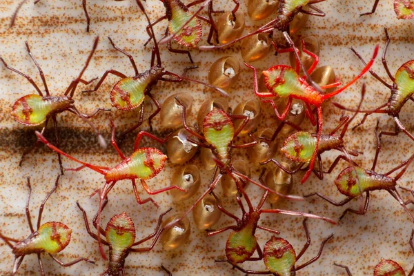 Squash bug hatchlings, newly emerged nymphs, Anasa tristis, Pirangut, Maharashtra