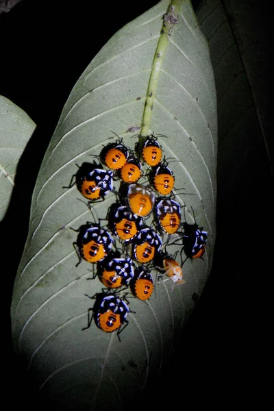 Pentatomid Bugs Cantao Ocellatus Amboli Maharashtra Índia — Fotografia de Stock