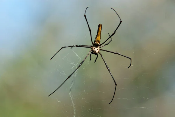 Closeup Giant Wood Spider Nephila Pilipes Kharadi Maharashtra India — Stock Photo, Image