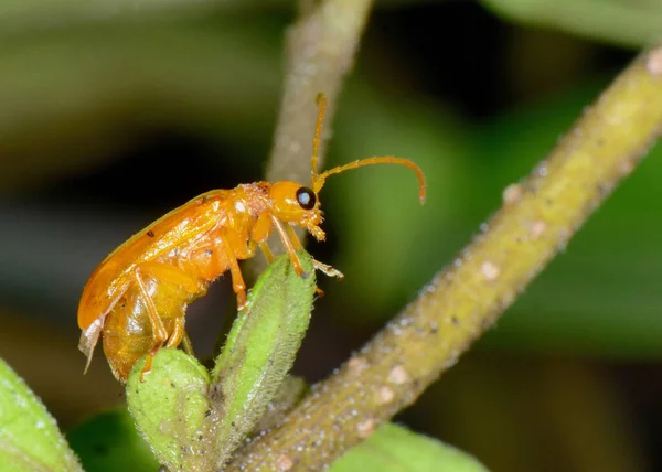 Żuk Pomarańczowy Aulacophora Femoralis Amboli Maharashtra Indie — Zdjęcie stockowe