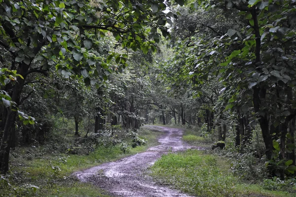 Sentieri Forestali Dandeli Karnataka India — Foto Stock