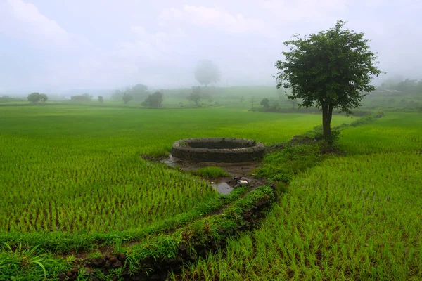 Blick Auf Reisfelder Mit Angrenzendem Brunnen Einem Regnerischen Tag Trigalwadi — Stockfoto