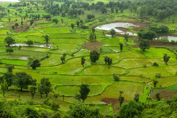 Reisfelder Mit Getreide Tringalwadi Nashik Maharashtra Indien — Stockfoto