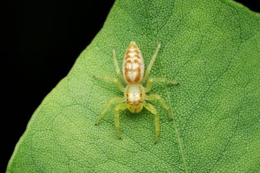 Pantropik zıplayan örümcek, Pleksippus türü, Satara, Maharashtra, Hindistan