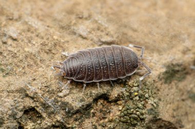 Pentazonia kırkayağı, Satara, Maharashtra, Hindistan