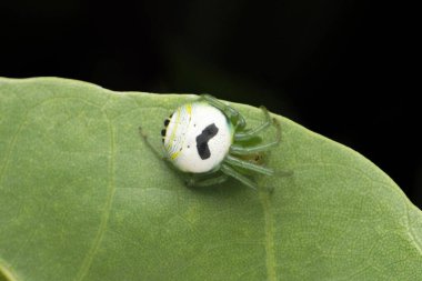 Araneus mitificus, yaygın olarak böbrek bahçesi örümceği ya da soluk küre dokumacı, Satara, Maharashtra, Hindistan olarak bilinir.