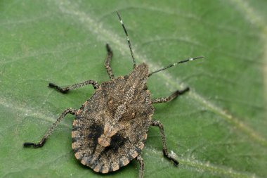 Kahverengi kokulu böcek, Halyomorpha halys, Satara, Maharashtra, Hindistan