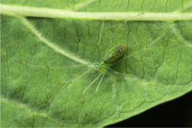 Yeşil uzun bacaklı örümcek, Tetragnatha türü, Satara, Maharashtra, Hindistan