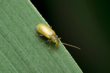 Sarı ateşböceği, Satara, Maharashtra, Hindistan